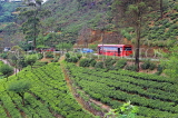SRI LANKA, Nuwara Eliya area, mountain road through Tea Plantations (estates), SLK4396JPL