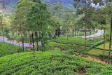 SRI LANKA, Nuwara Eliya area, road winding through Tea Plantations (estates), SLK4393JPL