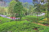 SRI LANKA, Nuwara Eliya area, road winding through Tea Plantations (estates), SLK4394JPL