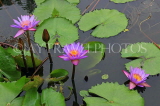 SRI LANKA, Pilimathalawa (nr Kandy), Gadaladeniya Temple, Lotus pond, SLK4087JPL