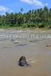 SRI LANKA, Pinnewala, elephant (tusker) bathing in Maha Oya (Big River), SLK2266JPL