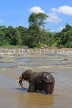 SRI LANKA, Pinnewala, elephant (tusker) bathing in Maha Oya (Big River), SLK2269JPL
