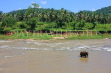 SRI LANKA, Pinnewala, elephant bathing in Maha Oya (Big River), SLK2279JPL
