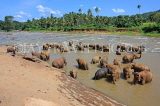 SRI LANKA, Pinnewala, elephant bathing in Maha Oya (Big River), SLK2319JPL