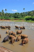 SRI LANKA, Pinnewala, elephant bathing in Maha Oya (Big River), SLK2321JPL