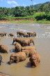 SRI LANKA, Pinnewala, elephant bathing in Maha Oya (Big River), SLK2322JPL