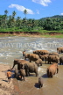 SRI LANKA, Pinnewala, elephants bathing in Maha Oya (Big River), SLK2274JPL
