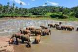 SRI LANKA, Pinnewala, elephants bathing in Maha Oya (Big River), SLK2341JPL