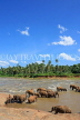 SRI LANKA, Pinnewala, elephants bathing in Maha Oya (Big River), SLK2344JPL