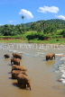 SRI LANKA, Pinnewala, elephants bathing in Maha Oya (Big River), SLK2351JPL