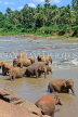 SRI LANKA, Pinnewala, elephants bathing in Maha Oya (Big River), SLK2352JPL
