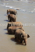 SRI LANKA, Pinnewala, elephants bathing in Maha Oya (Big River), SLK2353JPL