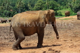 SRI LANKA, Pinnewala Elephant Orphanage, adult elephant, SLK2302JPL