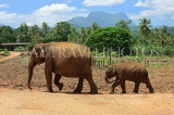 SRI LANKA, Pinnewala Elephant Orphanage, adult elephant and baby, SLK2312JPL