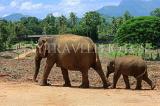 SRI LANKA, Pinnewala Elephant Orphanage, adult elephant and baby, SLK2313JPL