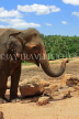 SRI LANKA, Pinnewala Elephant Orphanage, adult elephant closeup, SLK2308JPL
