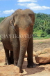 SRI LANKA, Pinnewala Elephant Orphanage, adult elephant closeup, SLK2310JPL