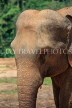 SRI LANKA, Pinnewala Elephant Orphanage, adult elephant closeup, SLK2380JPL