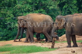 SRI LANKA, Pinnewala Elephant Orphanage, adult elephants, SLK2368JPL