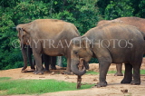SRI LANKA, Pinnewala Elephant Orphanage, adult elephants, SLK2369JPL