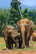 SRI LANKA, Pinnewala Elephant Orphanage, adult elephants, SLK2399JPL
