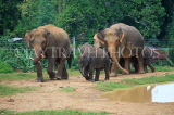 SRI LANKA, Pinnewala Elephant Orphanage, elephant herd, SLK2363JPL