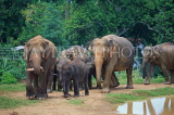 SRI LANKA, Pinnewala Elephant Orphanage, elephant herd, SLK2364JPL