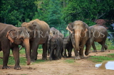SRI LANKA, Pinnewala Elephant Orphanage, elephant herd, SLK2365JPL