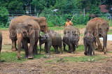 SRI LANKA, Pinnewala Elephant Orphanage, elephant herd and babies, SLK2367JPL
