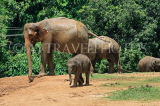 SRI LANKA, Pinnewala Elephant Orphanage, elephants and baby, SLK2404JPL