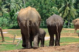 SRI LANKA, Pinnewala Elephant Orphanage, elephants and baby, SLK2405JPL