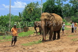 SRI LANKA, Pinnewala Elephant Orphanage, elephants and mahout, SLK2373JPL