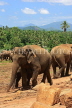 SRI LANKA, Pinnewala Elephant Orphanage, elephants roaming, SLK2291JPL