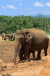 SRI LANKA, Pinnewala Elephant Orphanage, elephants roaming, SLK2292JPL