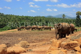 SRI LANKA, Pinnewala Elephant Orphanage, elephants roaming freely, SLK2290JPL