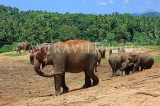 SRI LANKA, Pinnewala Elephant Orphanage, elephants roaming freely, SLK2300JPL