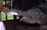 SRI LANKA, Pinnewala Elephant Orphanage, three month calf being bottle fed, SLK155JPL