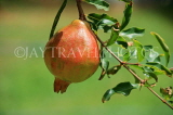 SRI LANKA, Pomegranate fruit on tree, SLK2563JPL