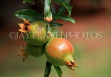 SRI LANKA, Pomegranate fruit on tree, SLK2564JPL
