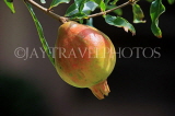 SRI LANKA, Pomegranate fruit on tree, SLK2565JPL