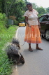 SRI LANKA, Porcupines and owner, along country road, SLK2508JPL