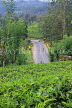 SRI LANKA, Pussellawa, Nuwara Eliya Road running through tea plantations, SLK4214JPL