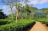 SRI LANKA, Pussellawa, Rothschild Tea Plantation (estate), SLK4273JPL
