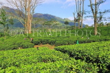 SRI LANKA, Pussellawa, Rothschild Tea Plantation (estate), SLK4274JPL