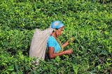 SRI LANKA, Pussellawa, Rothschild Tea Plantation (estate), and worker (tea plucker), SLK4281JPL