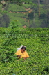 SRI LANKA, Pussellawa, Rothschild Tea Plantation (estate), and worker (tea plucker), SLK4284JPL