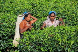 SRI LANKA, Pussellawa, Rothschild Tea Plantation (estate), and workers (tea pluckers), SLK4286JPL