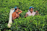 SRI LANKA, Pussellawa, Rothschild Tea Plantation (estate), and workers (tea pluckers), SLK4286JPL