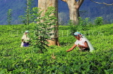 SRI LANKA, Pussellawa, Rothschild Tea Plantation (estate), and workers (tea pluckers), SLK4289JPL