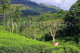 SRI LANKA, Pussellawa, Rothschild Tea Plantation (estate), and workers (tea pluckers), SLK4294JPL